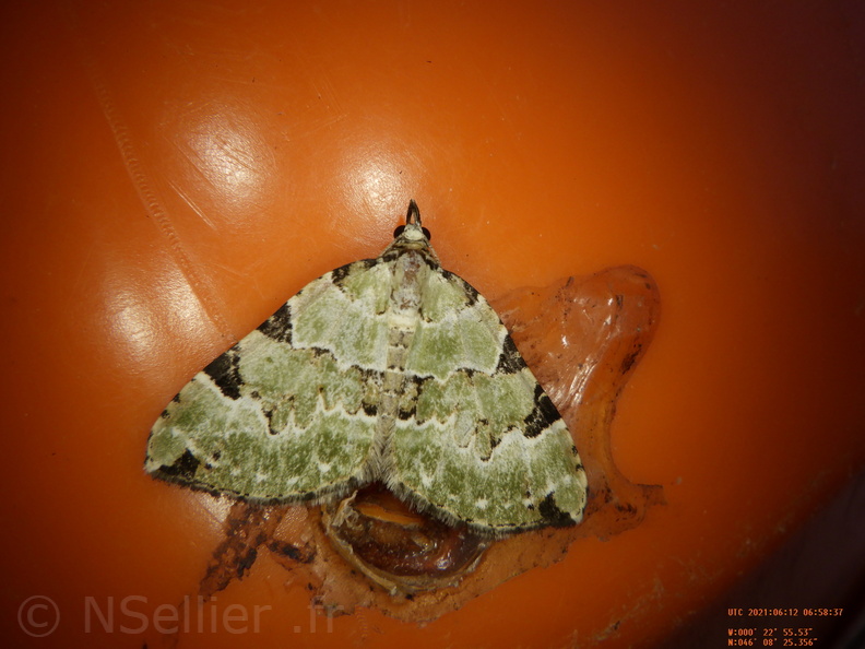 Colostygia pectinataria