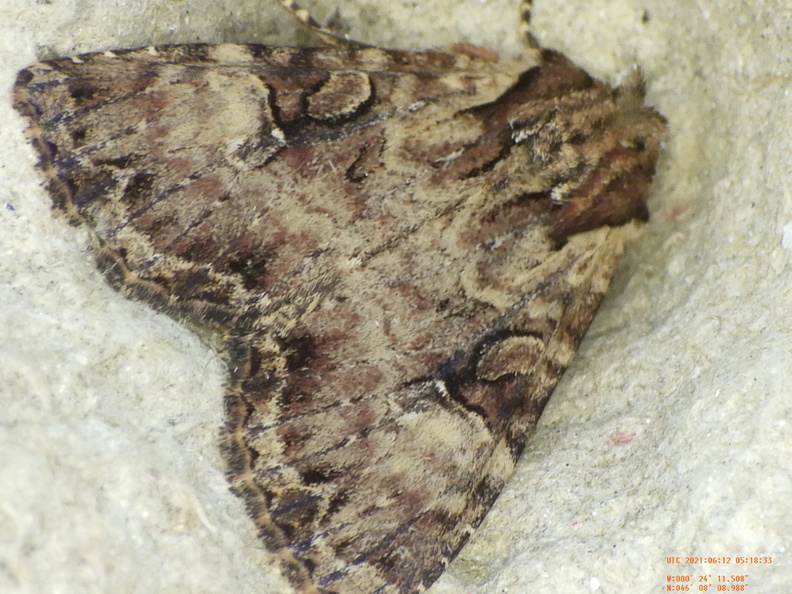 Chasse Aux Papillons - Chizé - 12-06-2021 - P1 - Apamea epomidion (59).JPG