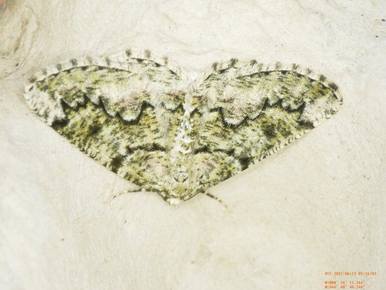 Cleorodes lichenaria