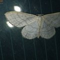 Idaea subsericeata