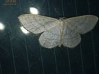 Idaea subsericeata