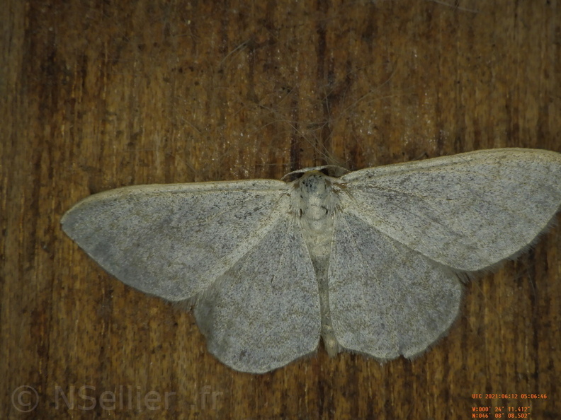 Chasse Aux Papillons - Chizé - 12-06-2021 - P1 - Idaea subsericeata (32).JPG
