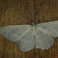 Idaea subsericeata