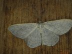Idaea subsericeata