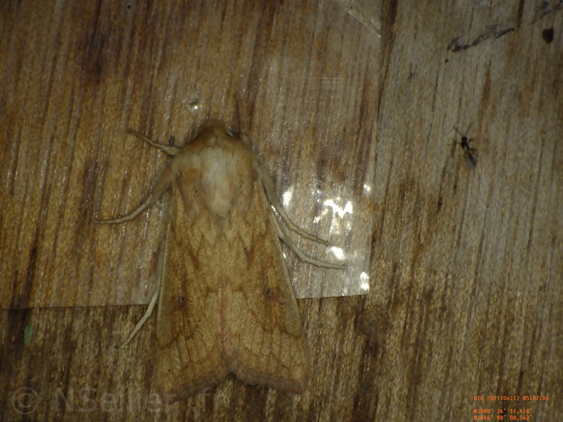 Chasse Aux Papillons - Chizé - 12-06-2021 - P1 - Mythimna vitellina (33).JPG