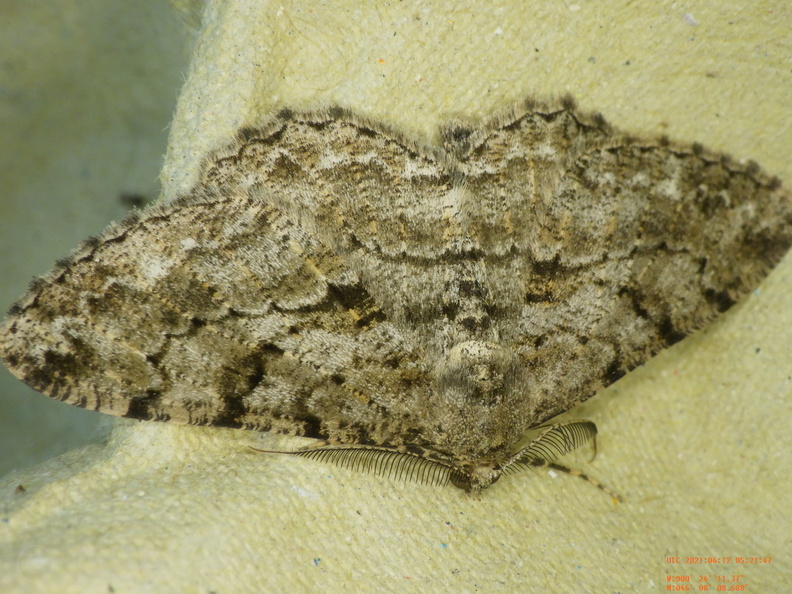 Chasse Aux Papillons - Chizé - 12-06-2021 - P1 - Peribatodes rhomboidaria (68).JPG