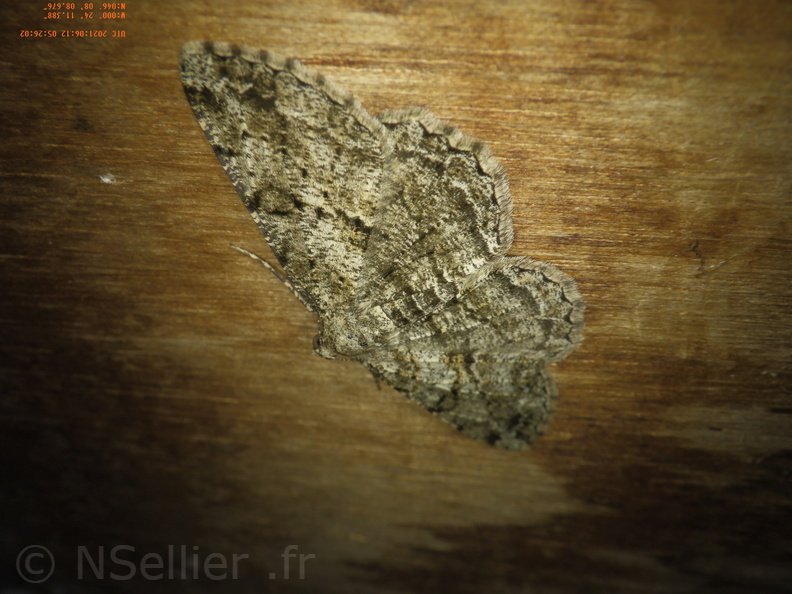 Chasse Aux Papillons - Chizé - 12-06-2021 - P1 - Peribatodes rhomboidaria (74).JPG
