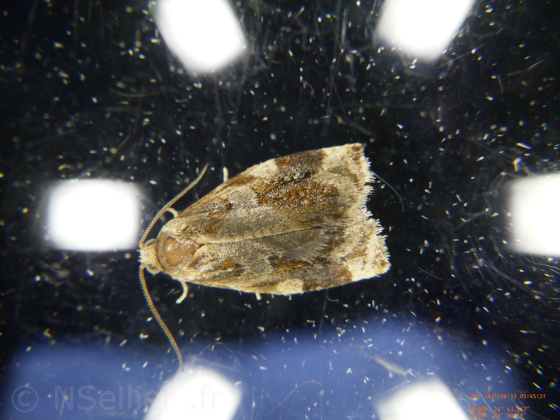 Chasse Aux Papillons - Chizé - 12-06-2021 - P2 - Archips xylosteana (20).JPG