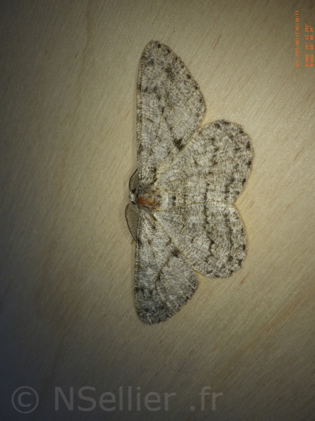 Chasse Aux Papillons - Chizé - 12-06-2021 - P2 - Hypomecis roboraria (2).JPG