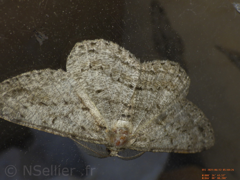 Chasse Aux Papillons - Chizé - 12-06-2021 - P2 - Hypomecis roboraria (13).JPG