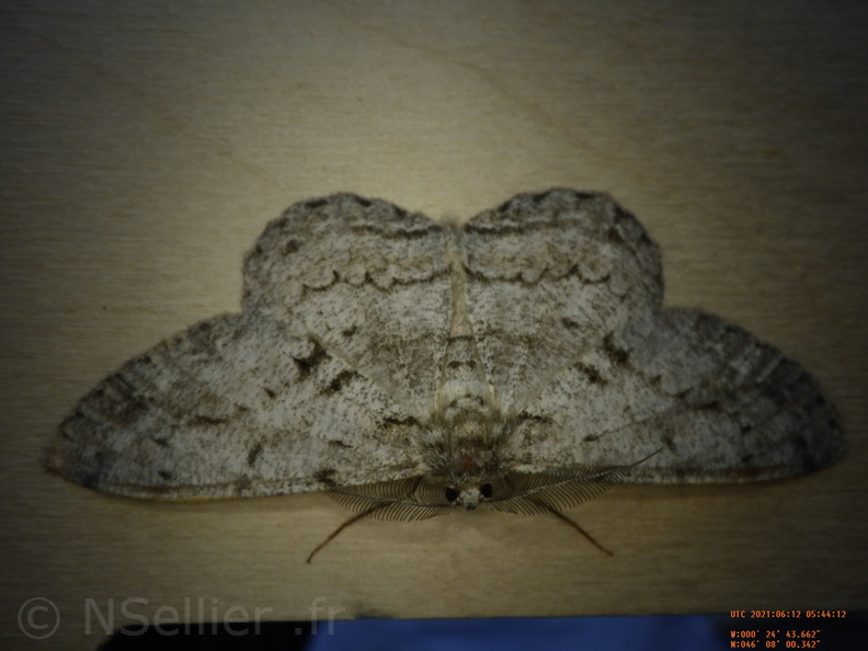 Chasse Aux Papillons - Chizé - 12-06-2021 - P2 - Hypomecis roboraria (16).JPG