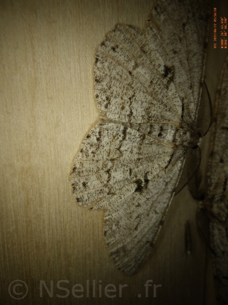 Chasse Aux Papillons - Chizé - 12-06-2021 - P2 - Hypomecis roboraria (43).JPG