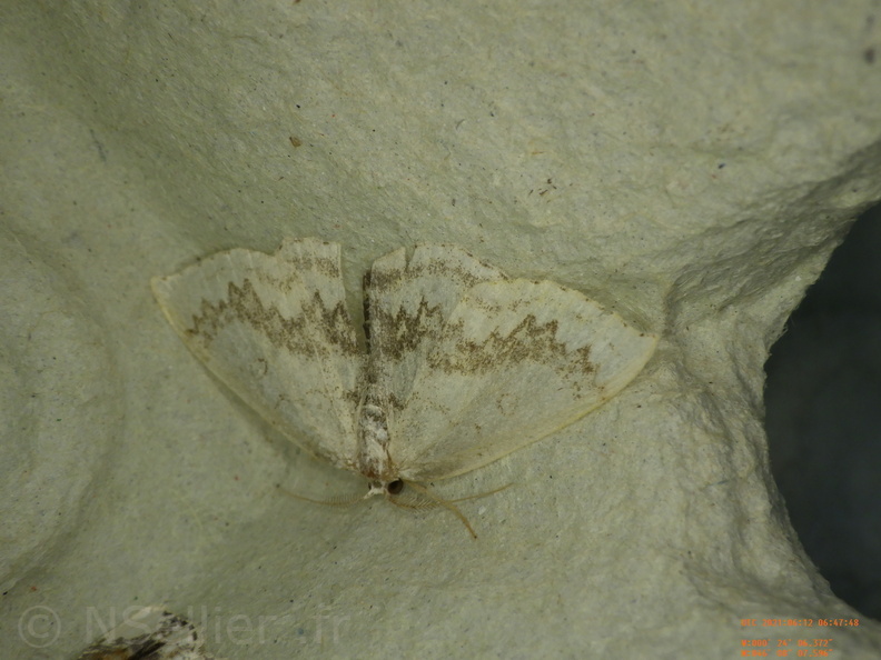 Cyclophora annularia