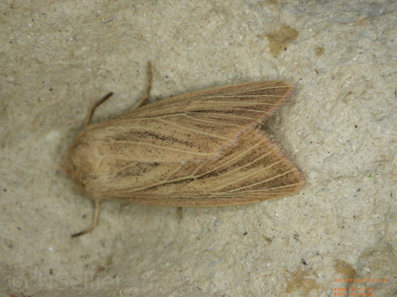 Chasse Aux Papillons - Chizé - 12-06-2021 - P1 - Mythimna pudorina (71).JPG