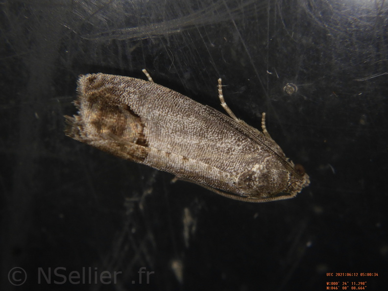 Chasse Aux Papillons - Chizé - 12-06-2021 - P1 - Cydia pomonella (18).JPG