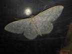 Idaea subsericeata