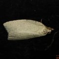 Tortrix viridana