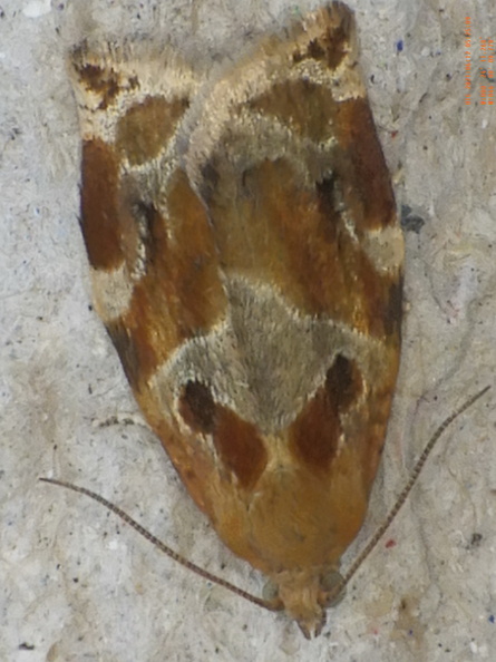 Chasse Aux Papillons - Chizé - 12-06-2021 - P1 - Archips xylosteana (72).JPG