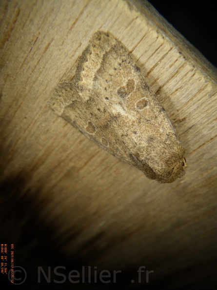 Chasse Aux Papillons - Chizé - 12-06-2021 - P1 - Hoplodrina octogenaria (73).JPG