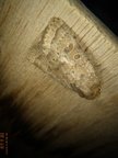 Hoplodrina octogenaria