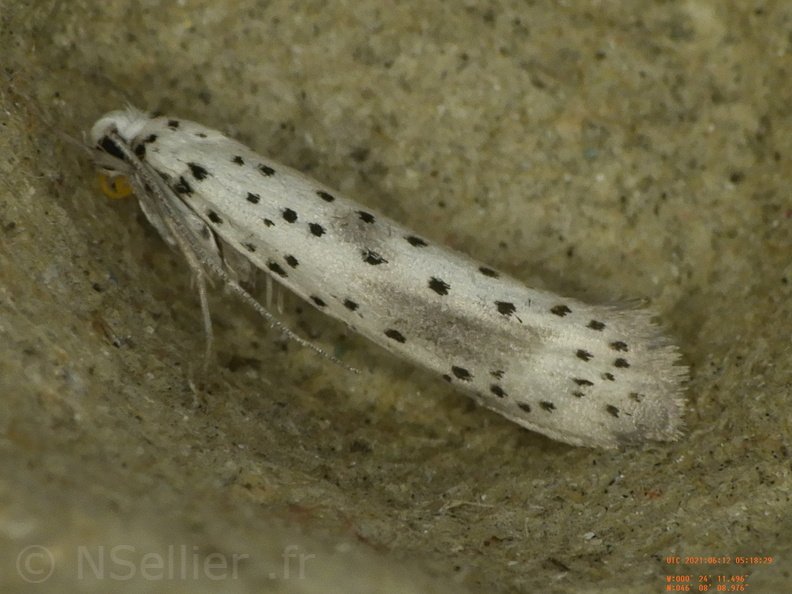 Chasse Aux Papillons - Chizé - 12-06-2021 - P1 - Yponomeuta irrorellus (58).JPG