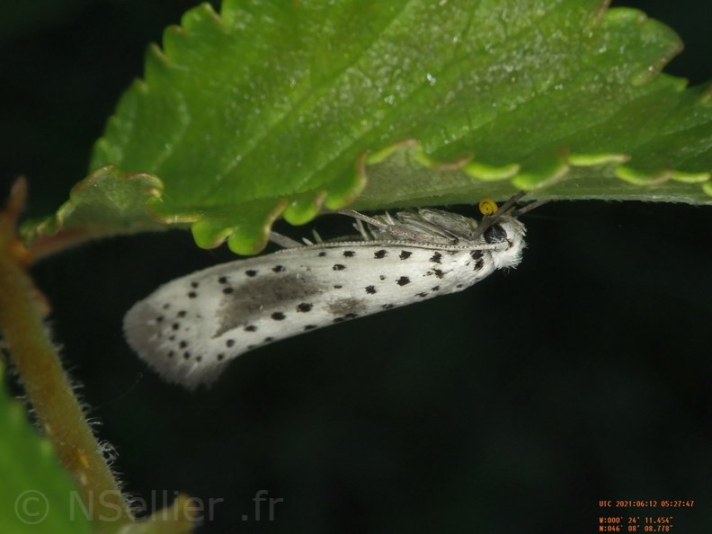 Chasse Aux Papillons - Chizé - 12-06-2021 - P1 - Yponomeuta irrorellus (78).JPG