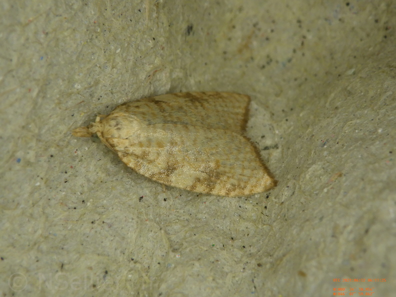 Chasse Aux Papillons - Chizé - 12-06-2021 - P3 - Aleimma loeflingiana (10).JPG