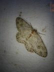 Ectropis crepuscularia