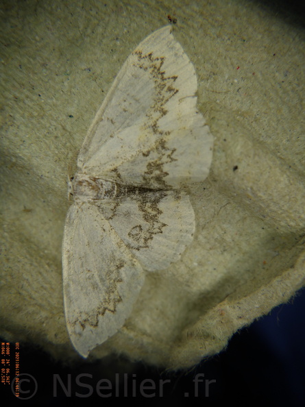 Cyclophora annularia