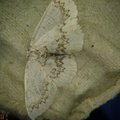 Cyclophora annularia