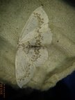 Cyclophora annularia