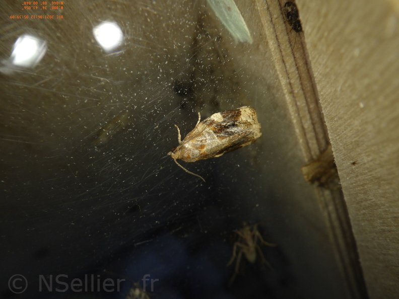 Chasse Aux Papillons - Chizé - 12-06-2021 - P2 - Archips xylosteana (8).JPG