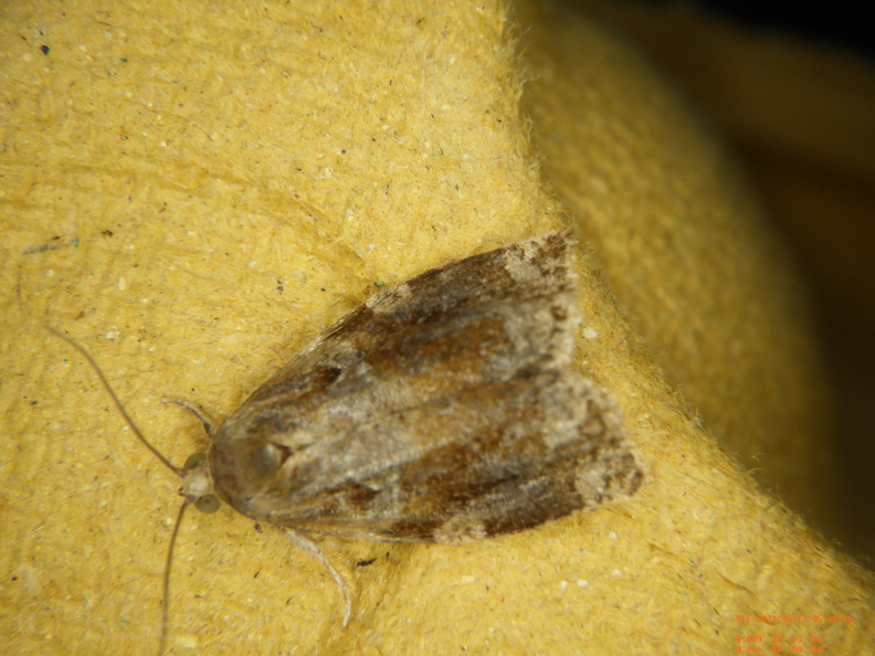 Chasse Aux Papillons - Chizé - 12-06-2021 - P2 - Archips xylosteana (31).JPG