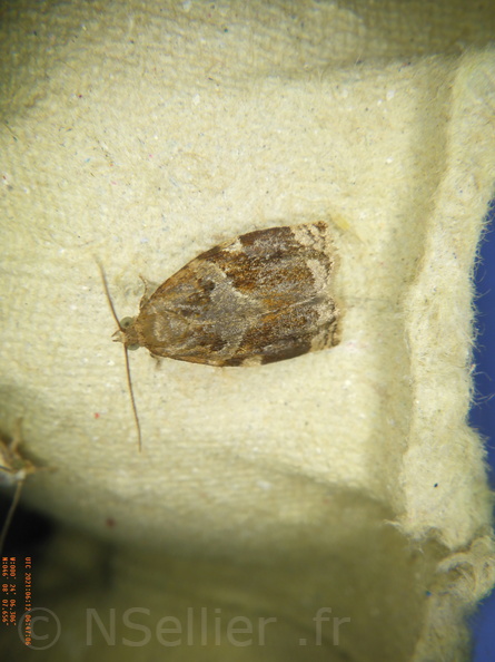 Archips xylosteana