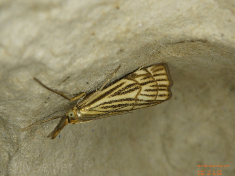 Chasse Aux Papillons - Chizé - 12-06-2021 - P1 - Chrysocrambus craterella (52).JPG