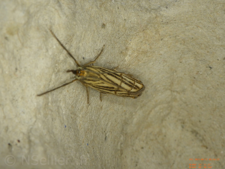 Chrysocramboides craterellus