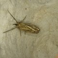 Chrysocramboides craterellus