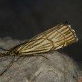 Chrysocramboides craterellus