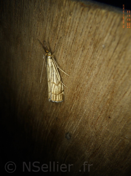 Chasse Aux Papillons - Chizé - 12-06-2021 - P1 - Chrysocrambus craterella (75).JPG