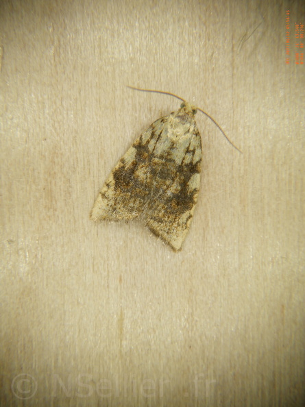 Chasse Aux Papillons - Chizé - 12-06-2021 - P2 - Aleimma loeflingiana (45).JPG