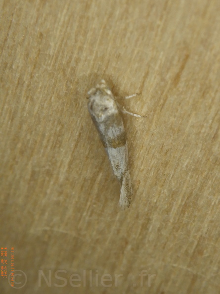 Chasse Aux Papillons - Chizé - 12-06-2021 - P2 - Cedestis subfasciella (15).JPG