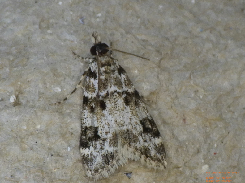 Chasse Aux Papillons - Chizé - 12-06-2021 - P3 - Eudonia delunella (9).JPG