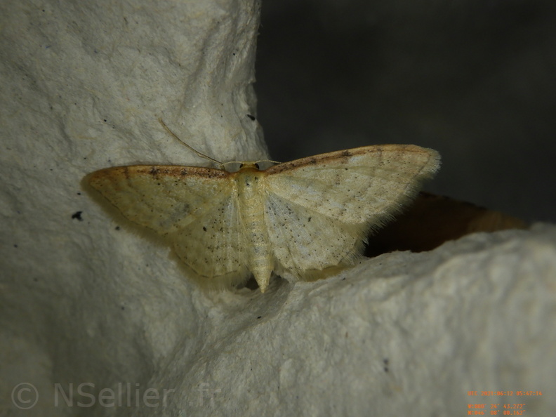 Chasse Aux Papillons - Chizé - 12-06-2021 - P2 - Idaea humiliata (25).JPG