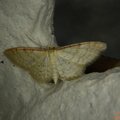 Idaea humiliata