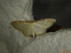 Idaea humiliata