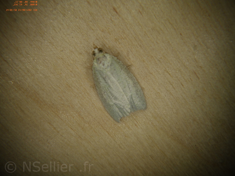 Chasse Aux Papillons - Chizé - 12-06-2021 - P2 - Tortrix viridana (6).JPG