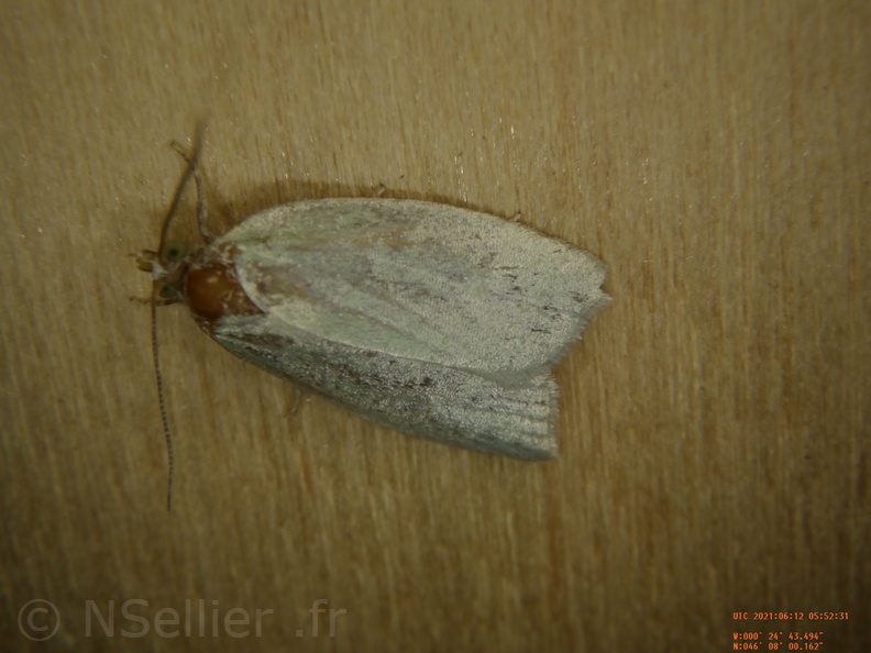 Chasse Aux Papillons - Chizé - 12-06-2021 - P2 - Tortrix viridana (37).JPG