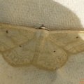 Idaea deversaria