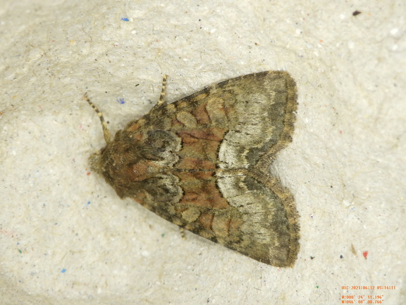 Chasse Aux Papillons - Chizé - 12-06-2021 - P1 - Oligia sp (44).JPG