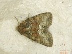 Oligia sp.